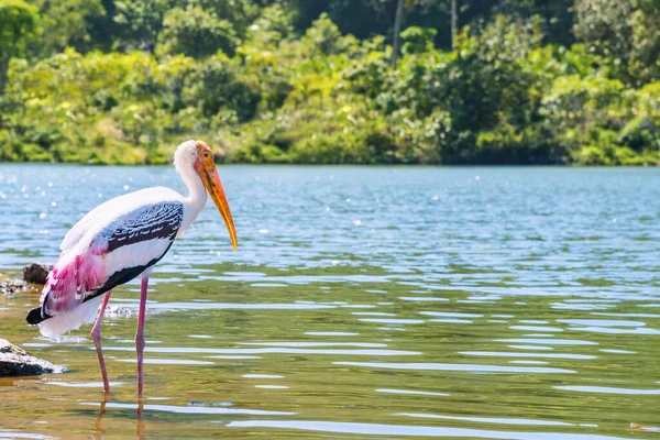 絵画のようなコウノトリやミセリア ルコセファラ 一羽の大きな鳥だけで湖の端を歩いている 自然の中で美しい野生動物タイの静かな熱帯林 背景のためのコピースペース — ストック写真