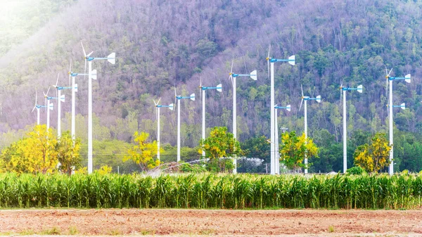 Group windmill electric generator for the industry at field corn farm and evening sunlight, Clean energy for sustainability and environmentally friendly from wind turbine for agriculture in Thailand