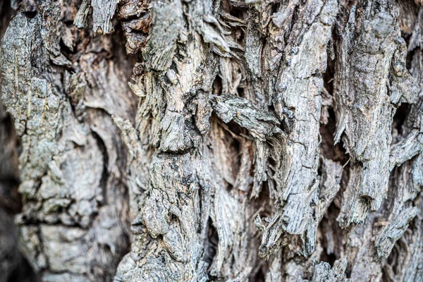 Yakından Detaylı Doku Kaba Ahşap Yüzey Deseni Siyah Beyaz Ağaç — Stok fotoğraf