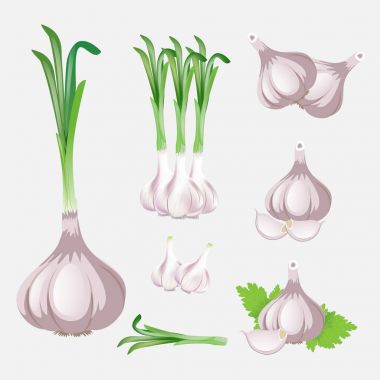 Sarımsak vektör sanat resimler