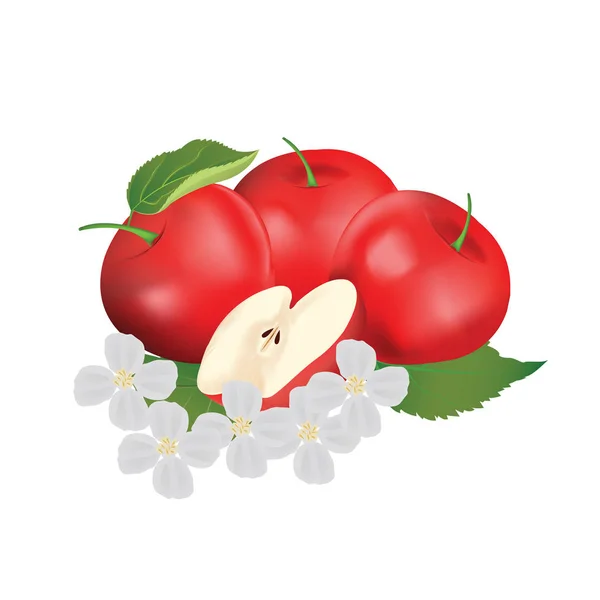 Roter Apfel Mit Blume — Stockvektor