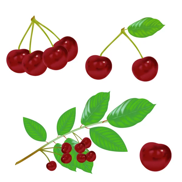 Red Cherry Vektor Listy — Stockový vektor