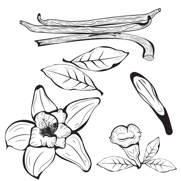 Чорно Білий Квітка Ванілі Малюнок — стоковий вектор