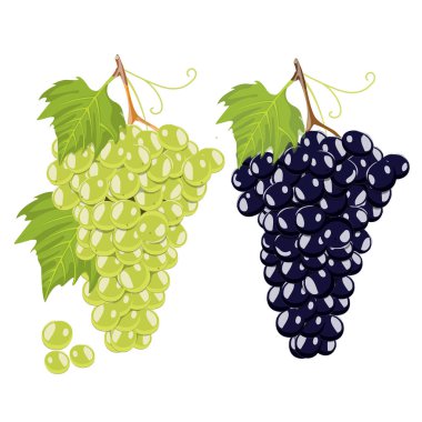 İzole yeşil ve siyah üzüm
