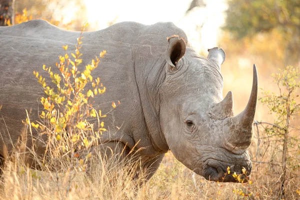 Zár megjelöl kilátás egy afrikai fehér Rhino — Stock Fotó