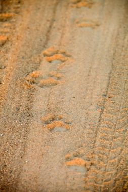 African Lion footprints on a dirt road on safari in a South African game reserve clipart