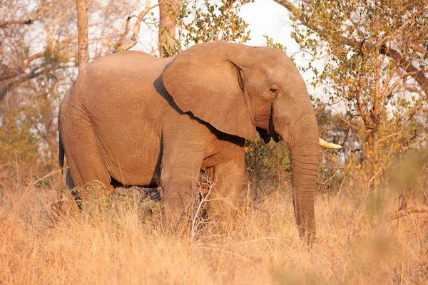 Afrikaanse olifant op Safari in een Zuid-Afrikaanse game reserve — Stockfoto