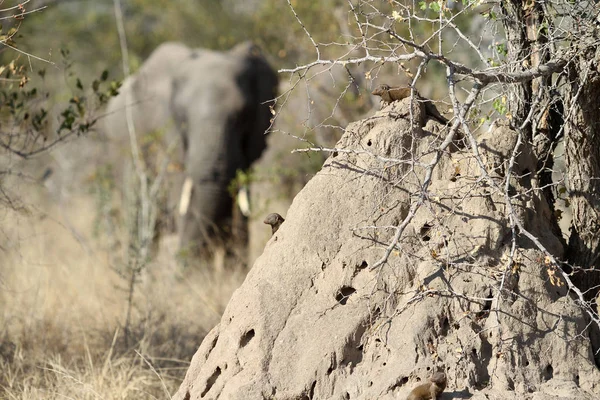 Afrikaanse olifant achter een heuvel van de termiet op Safari in een Zuid-Afrikaanse game reserve — Stockfoto