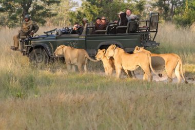 Safari 4 x 4 araçla Güney Afrikalı bir oyun rezerv turist bir grup önünde Afrika aslan gurur