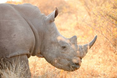 Bir Afrikalı beyaz Rhino Güney Afrikalı bir oyun yedek görünümü Safari kadar kapatın