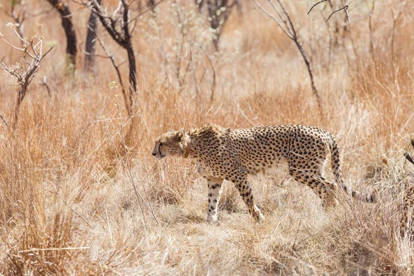 Африканский гепард на сафари в южноафриканском заповеднике — стоковое фото