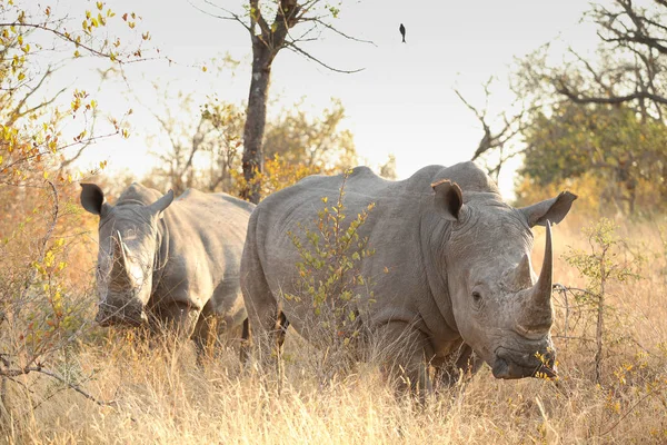 Vista de perto de dois rinocerontes brancos africanos no Safari em uma reserva de caça sul-africana — Fotografia de Stock