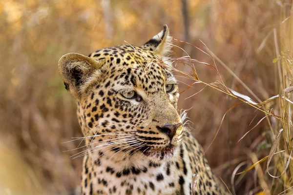 Крупный план африканского леопарда на сафари в южноафриканском заповеднике — стоковое фото