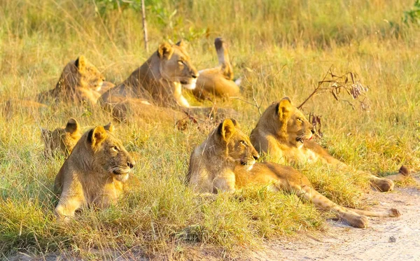 Hrdosti Lvů Trávě Jihoafrické Přírodní Rezervací Žena Lvice Mláďata — Stock fotografie