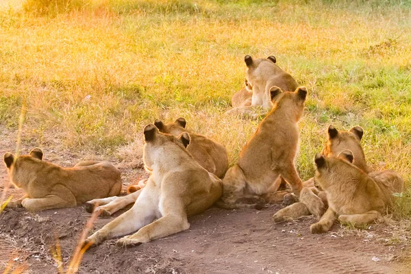 A pride of African Lions relaxing in the grass in a South African wildlife game reserve, female lioness and cubs