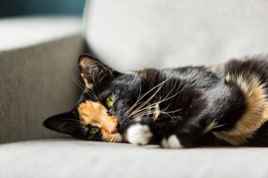 Bir kanepede siyah ve zencefil kedi yüz yakın çekim
