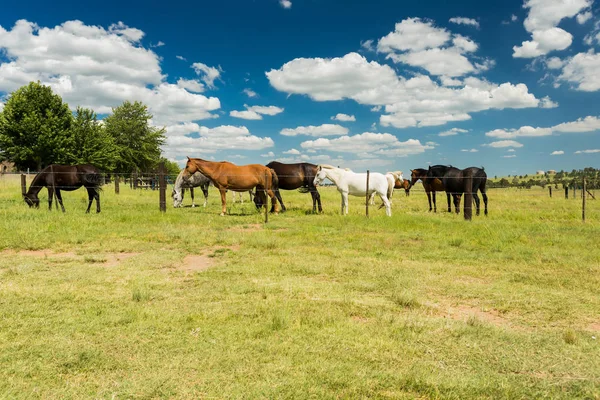 南アフリカ共和国の柵の背後にある農村フィールド放牧の馬の小さな群れ — ストック写真