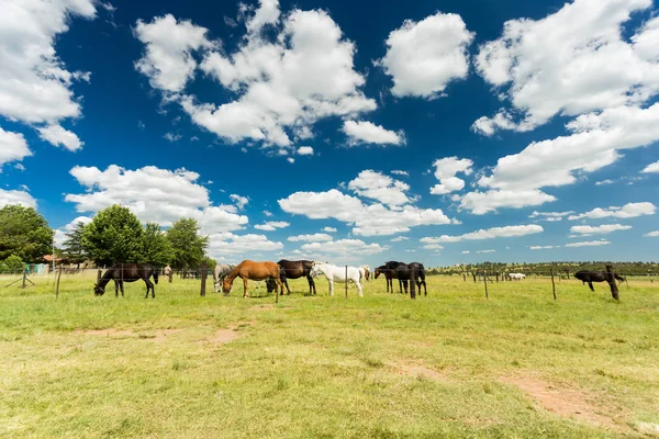 南アフリカ共和国の柵の背後にある農村フィールド放牧の馬の小さな群れ — ストック写真