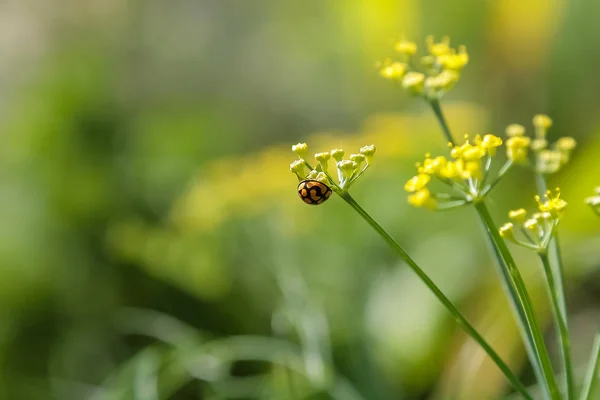 Close up of a lady bug on a yellow flower