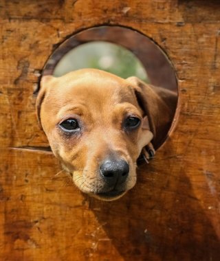 Cute brown puppy poking its face through a hole clipart