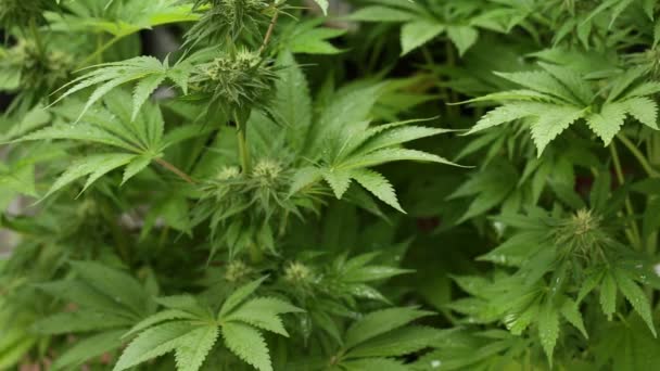 Close Plantas Maconha Femininas Balançando Suavemente Brisa Close Cannabis Planta — Vídeo de Stock