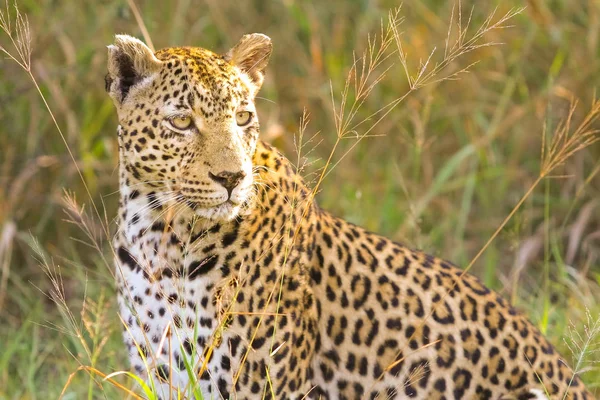 Gros plan d'un léopard africain — Photo