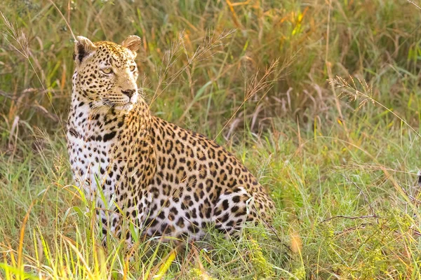 Close up de um leopardo africano — Fotografia de Stock