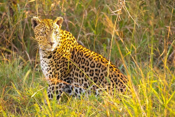 Close up de um leopardo africano — Fotografia de Stock