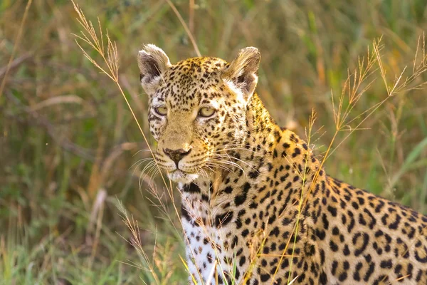 Primer plano de un leopardo africano — Foto de Stock