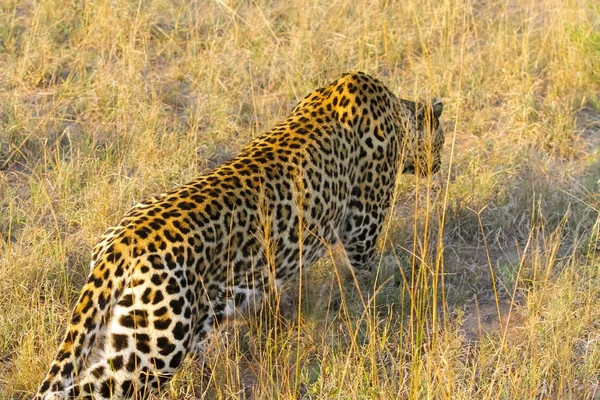 Afrikalı bir leopar yakın çekim — Stok fotoğraf