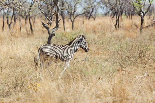 Oldalnézetből egy afrikai Zebra — Stock Fotó