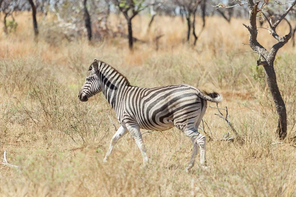 Oldalnézetből egy afrikai Zebra — Stock Fotó