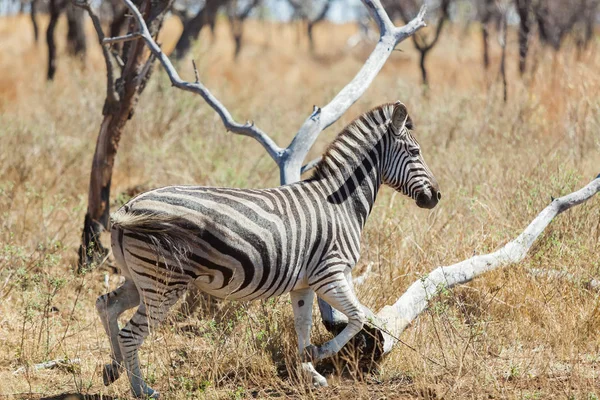 Oldalnézetből egy afrikai Zebra — Stock Fotó