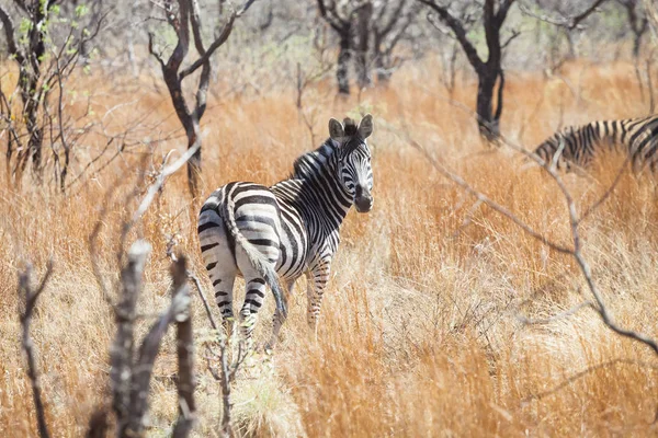 Rückansicht eines afrikanischen Zebras — Stockfoto