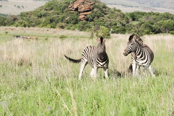 Zwei afrikanische Zebras in der Savanne — Stockfoto