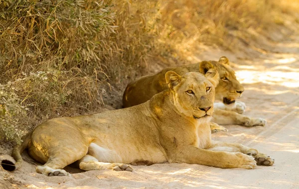 Um orgulho de leões africanos em uma reserva de caça — Fotografia de Stock