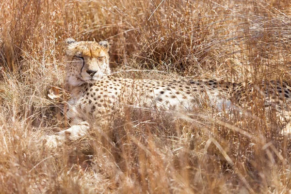 Cheetah Africano deitado em grama longa — Fotografia de Stock
