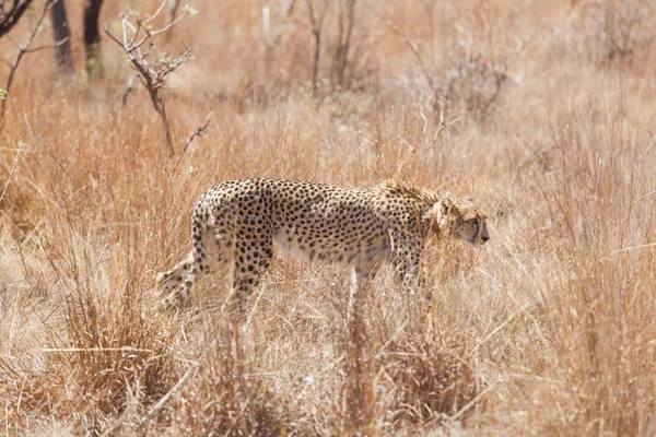 Africano guepardo acecho presa en largo hierba —  Fotos de Stock