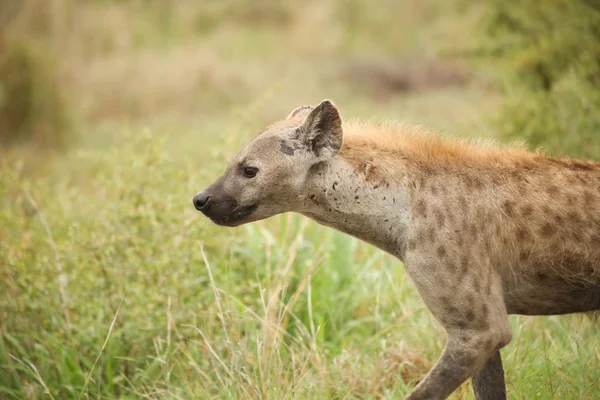 African Spotted Hyena Uma Reserva Caça Sul Africana — Fotografia de Stock