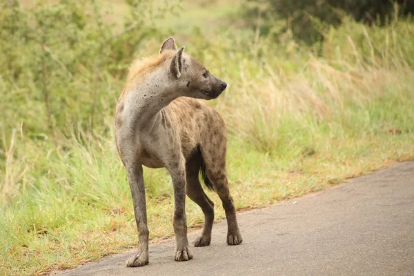 African Spotted Hyena Uma Reserva Caça Sul Africana — Fotografia de Stock