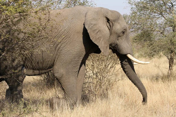 Volwassen Afrikaanse olifant — Stockfoto