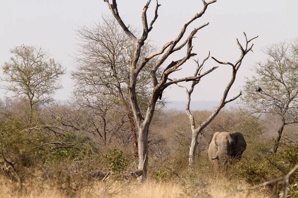 Взрослый африканский слон — стоковое фото