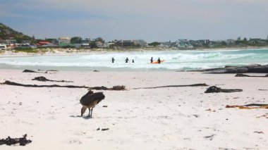 Hada Ibis, arka planda genç sörfçülerin olduğu Cape Town plajında yemek arıyor.