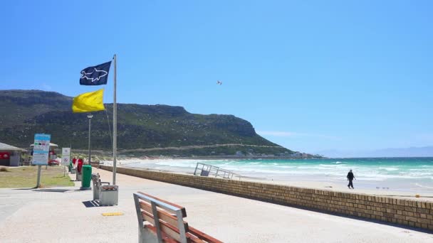 Città Del Capo Sud Africa Novembre 2019 Squalo Nero Giallo — Video Stock