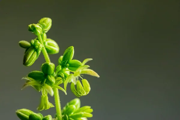 Close up Pianta di cannabis maschile che mostra sacchi di polline — Foto Stock
