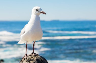 Sea Point Cape Town Güney Afrika 'da bir martıya yaklaş.