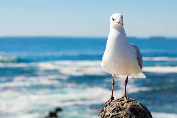 Close up of a Seagull in Sea Point Cape Town (Kapské Město) Jižní Afrika — Stock fotografie