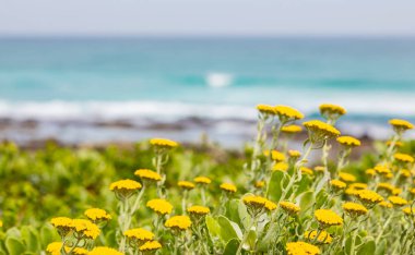 Cape Town 'da bir sahilde sarı Fynbos çiçekleri