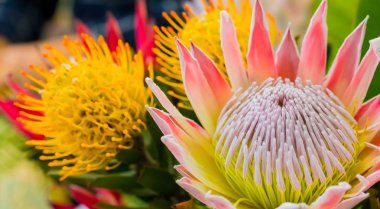Cape Town Güney Af Fynbos gelen parlak renkli Kral Protea