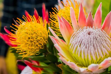 Cape Town Güney Af Fynbos gelen parlak renkli Kral Protea